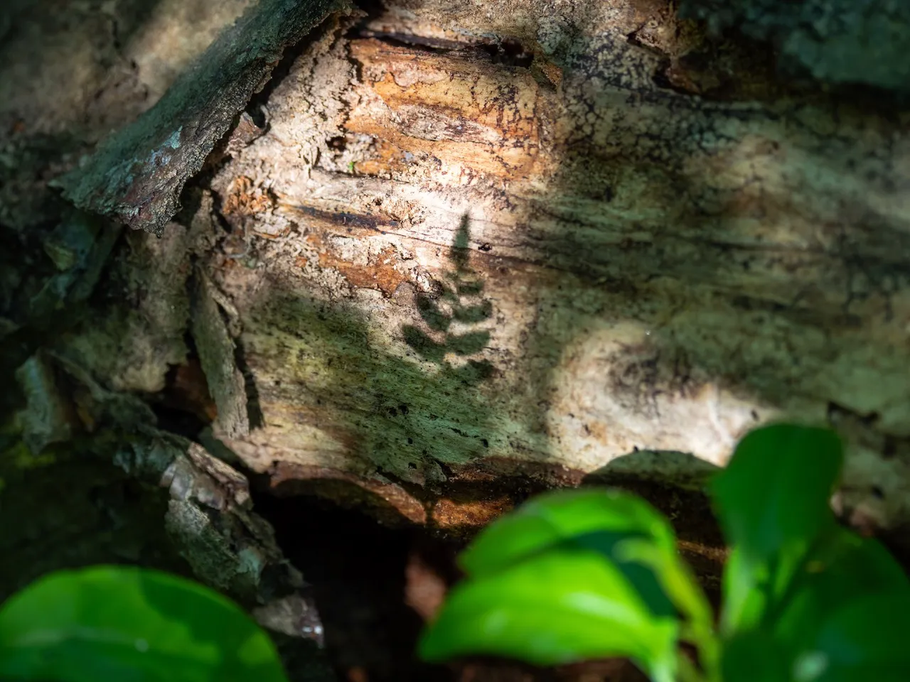 I'm being followed by a fern shadow.