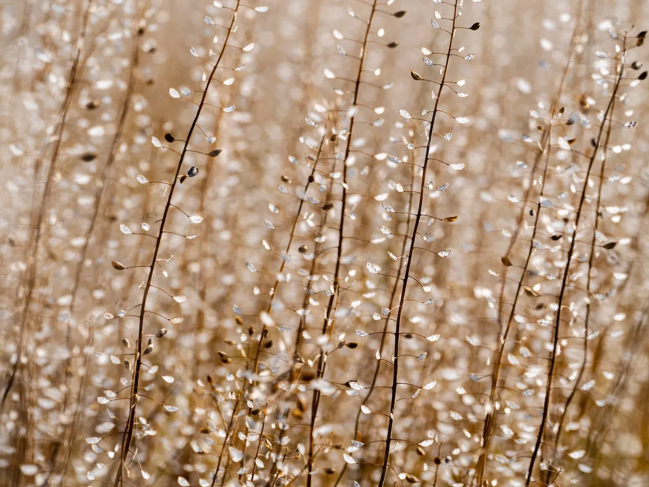 Close-up of the field of gold.