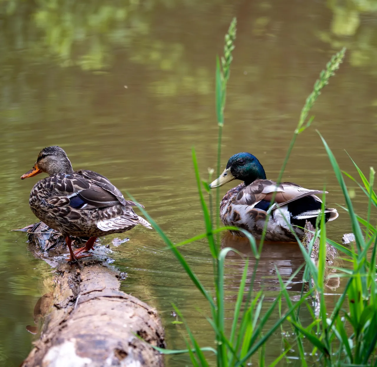 Mrs. and Mr. Mallard