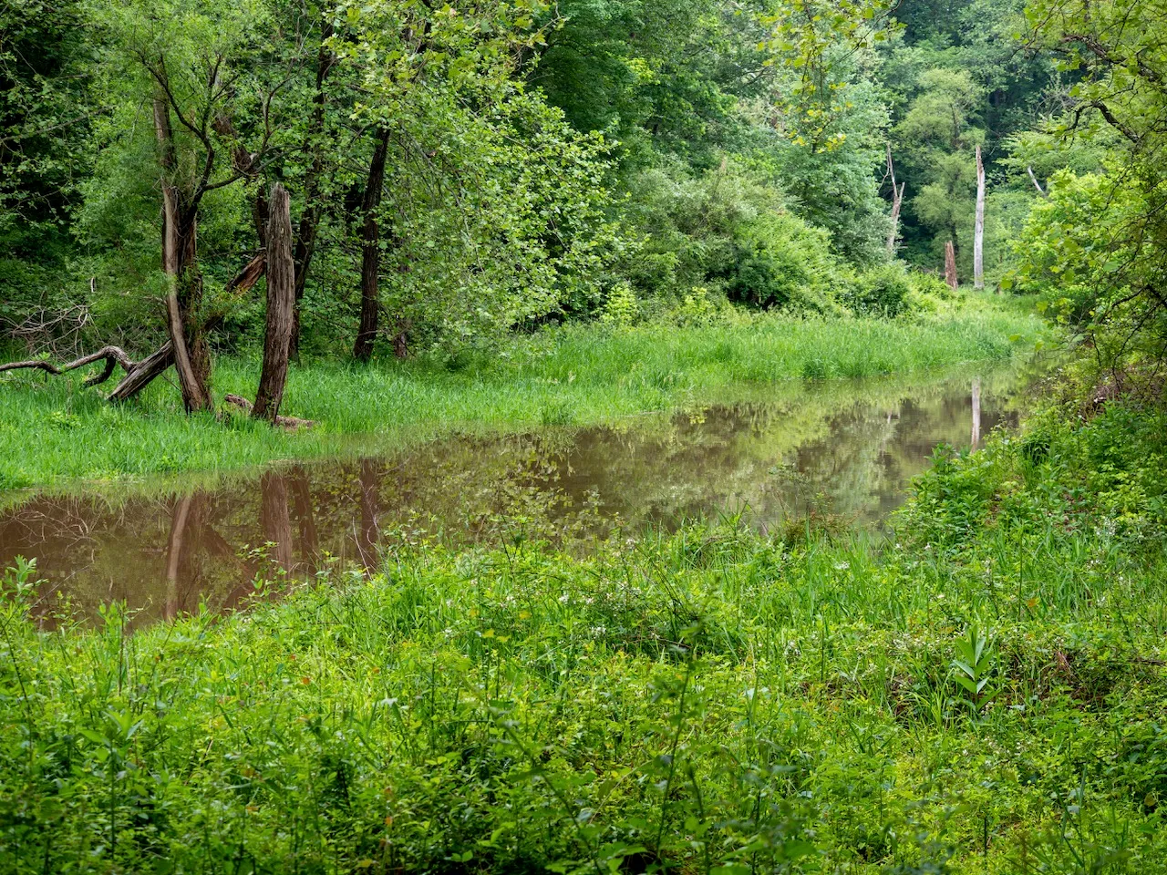 Rock Creek near the marsh, kissing the top of its banks
