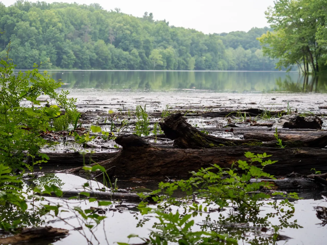 The lakeside plants take a long unexpected soak.