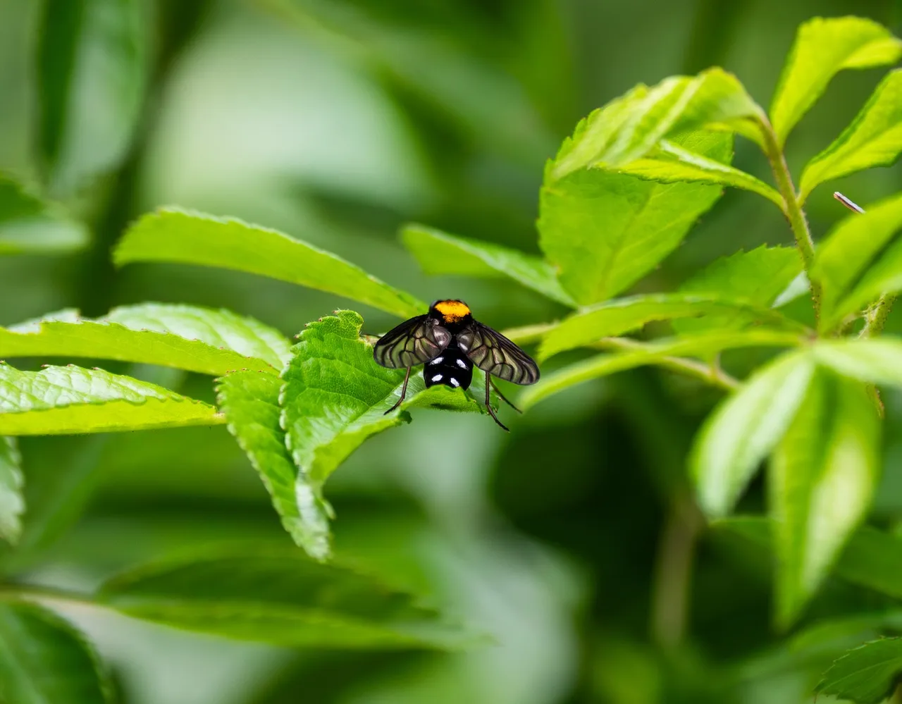 A <a href="https://en.wikipedia.org/wiki/Chrysopilus_thoracicus" target="blank"><em>Chrysopilus thoracicus</em>, or golden-backed snipe fly,</a> who was camera-shy and not happy with me