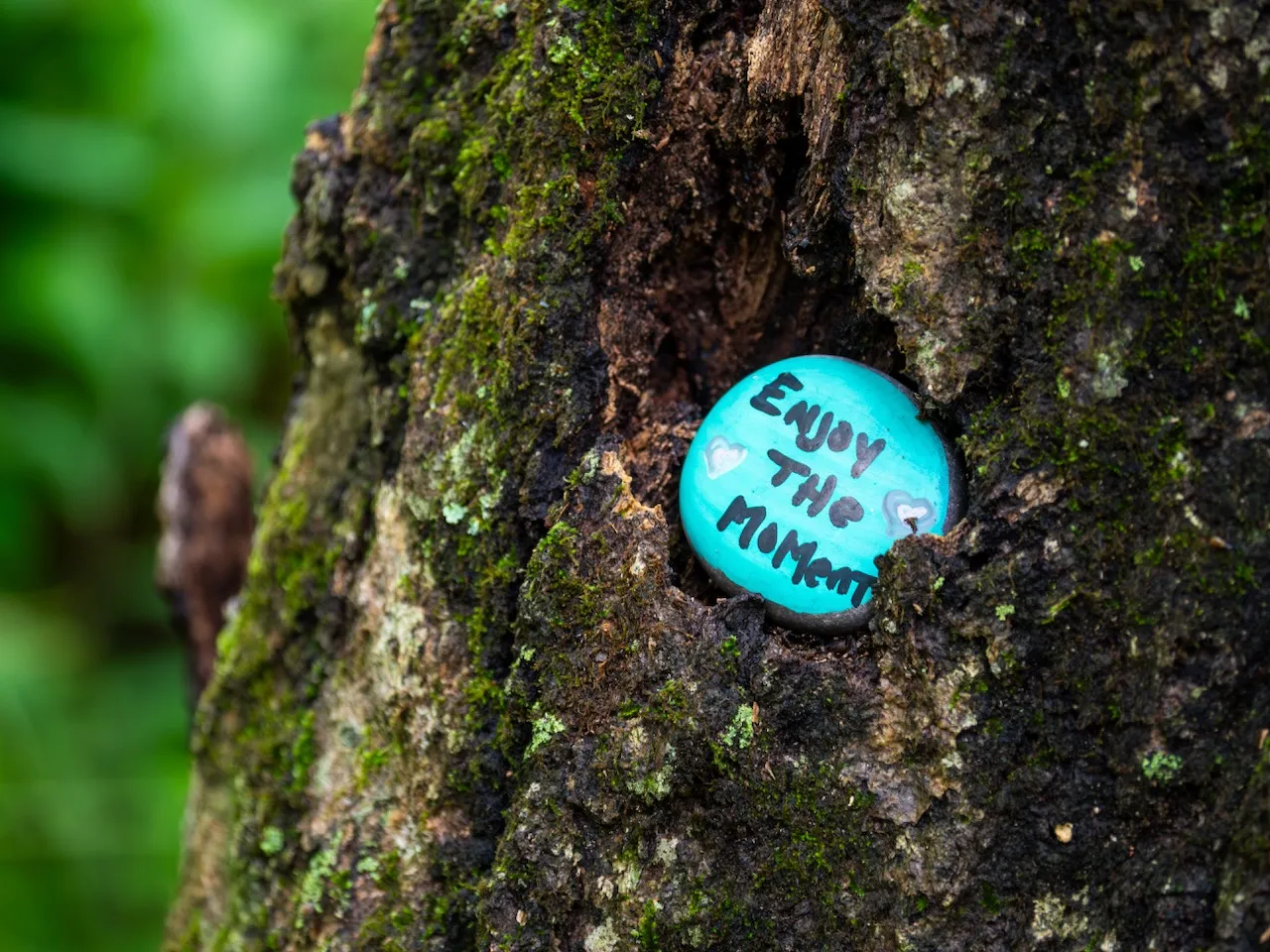 A painted rock strikes the only blue note in the forest.
