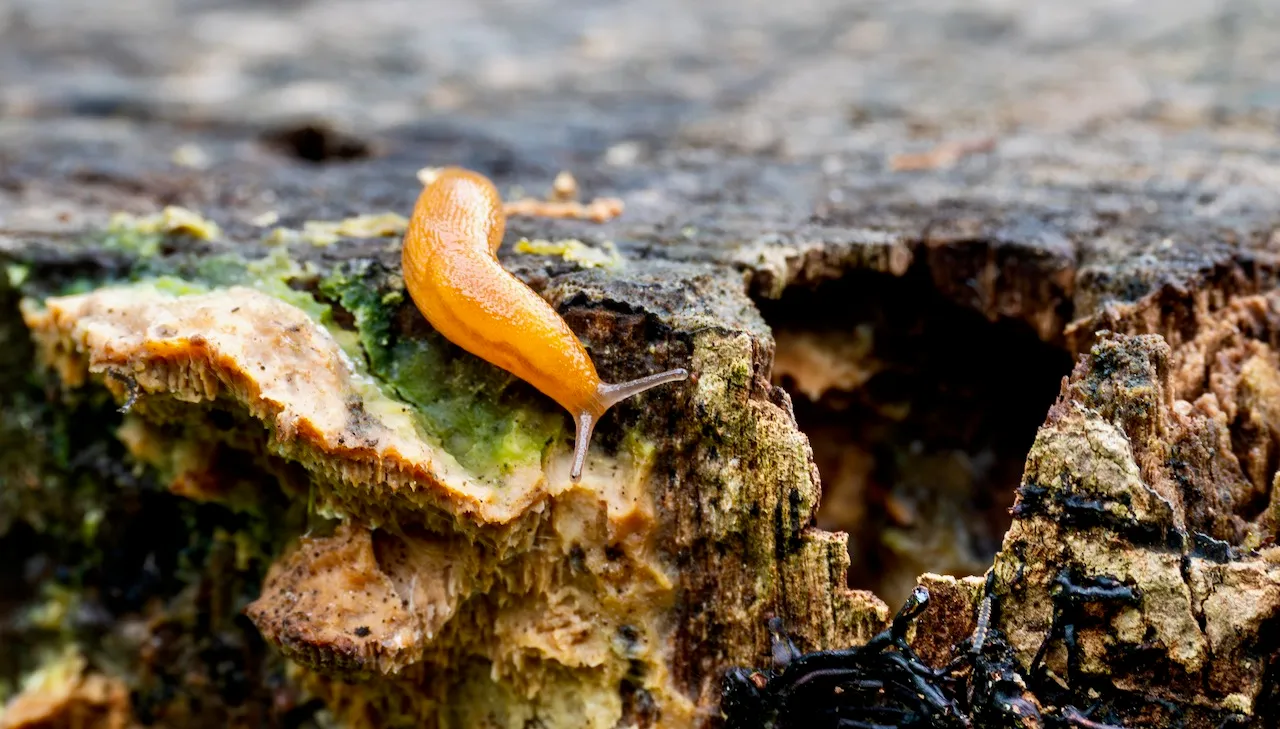 A tiny orange slug at home in the damp woods