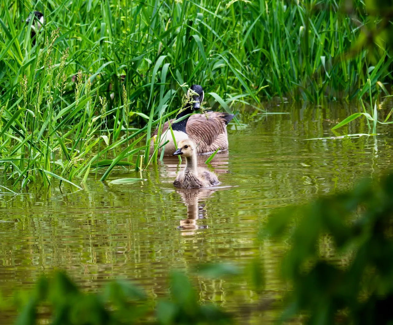 Goslings!