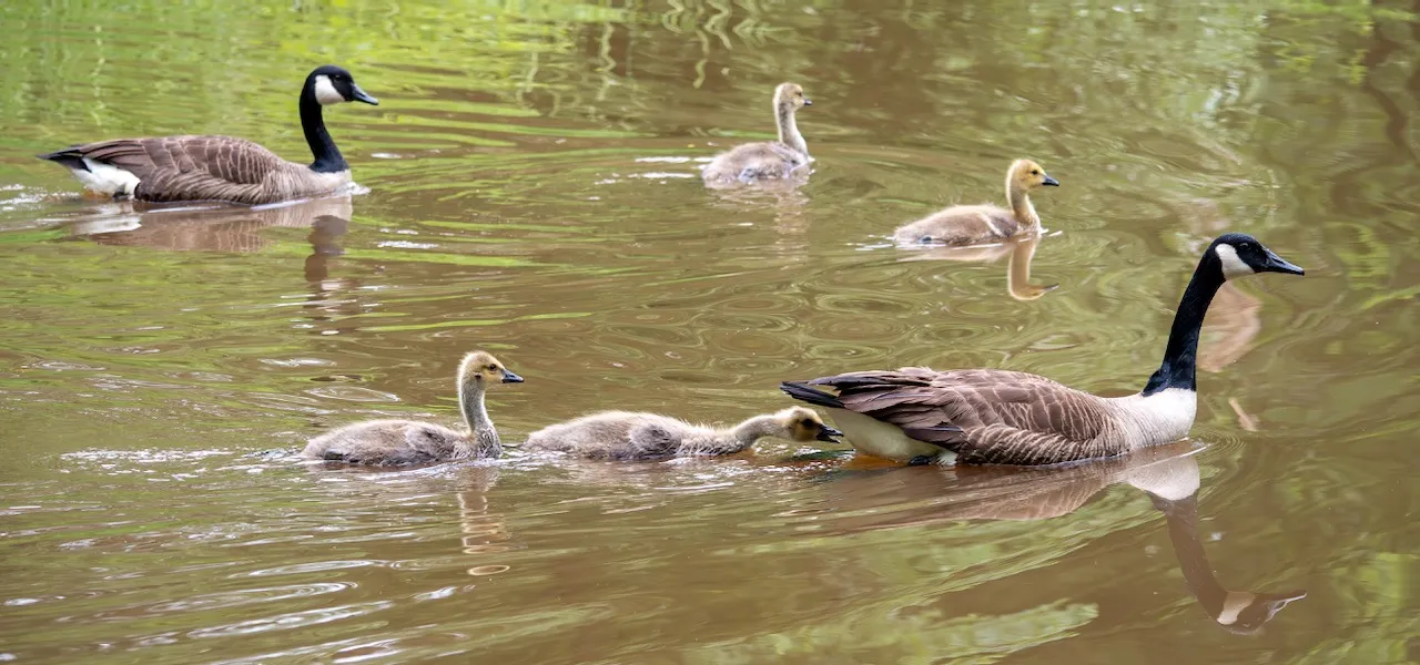 More goslings!