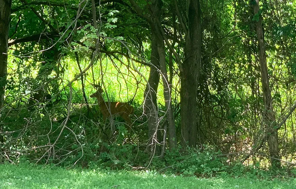 Can you see him in there? Photo by me.
