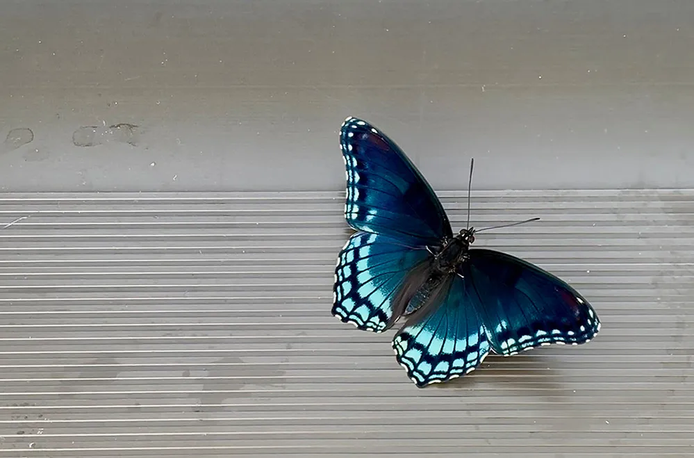This butterfly's name is Moe. Photo by me.