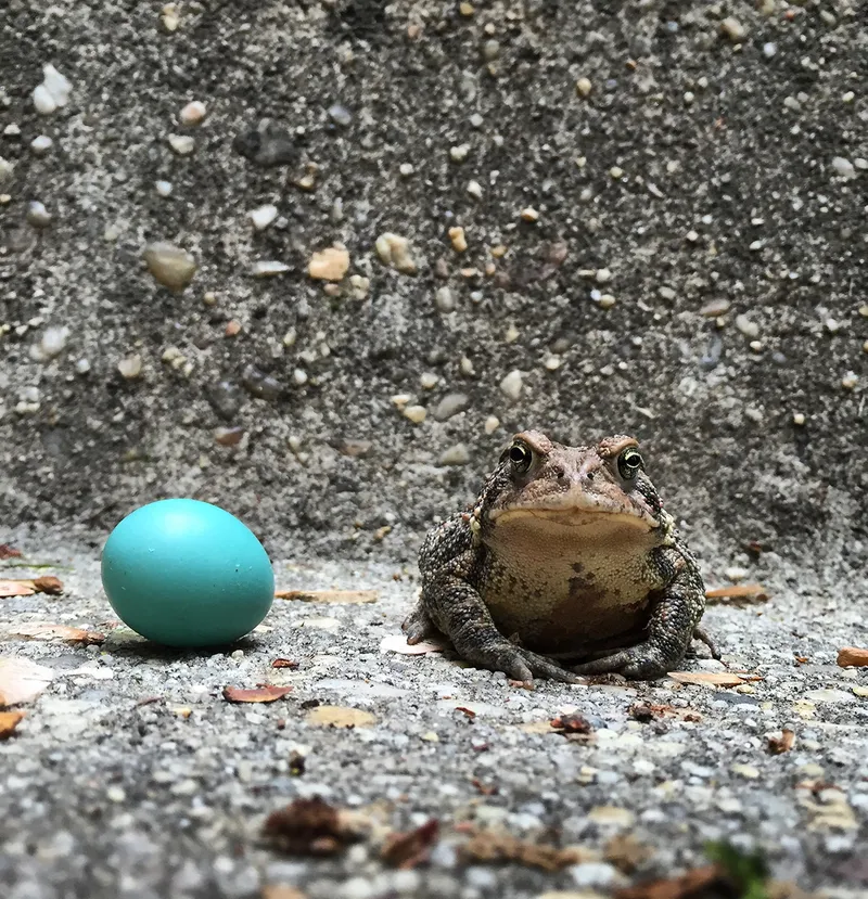 Egg, meet Toad. Toad, Egg. Photo by me.