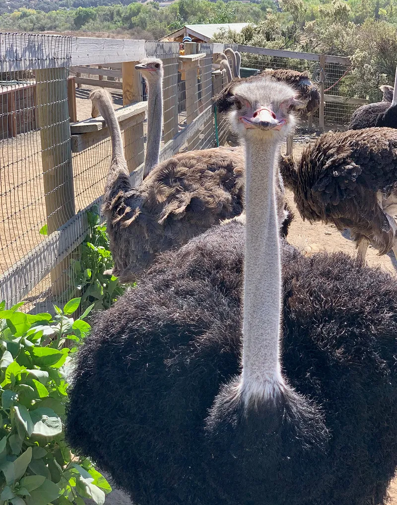 Yeah, it's just an ostrich photo for no reason, OK? Photo by me.