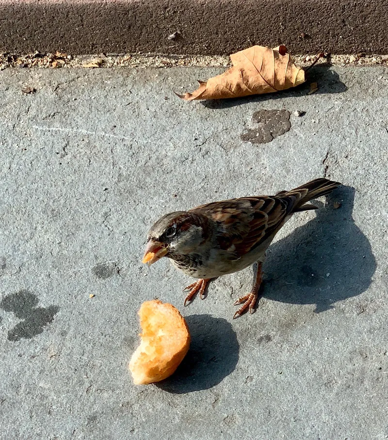 Keep your eye on the sparrow. Photo by me.