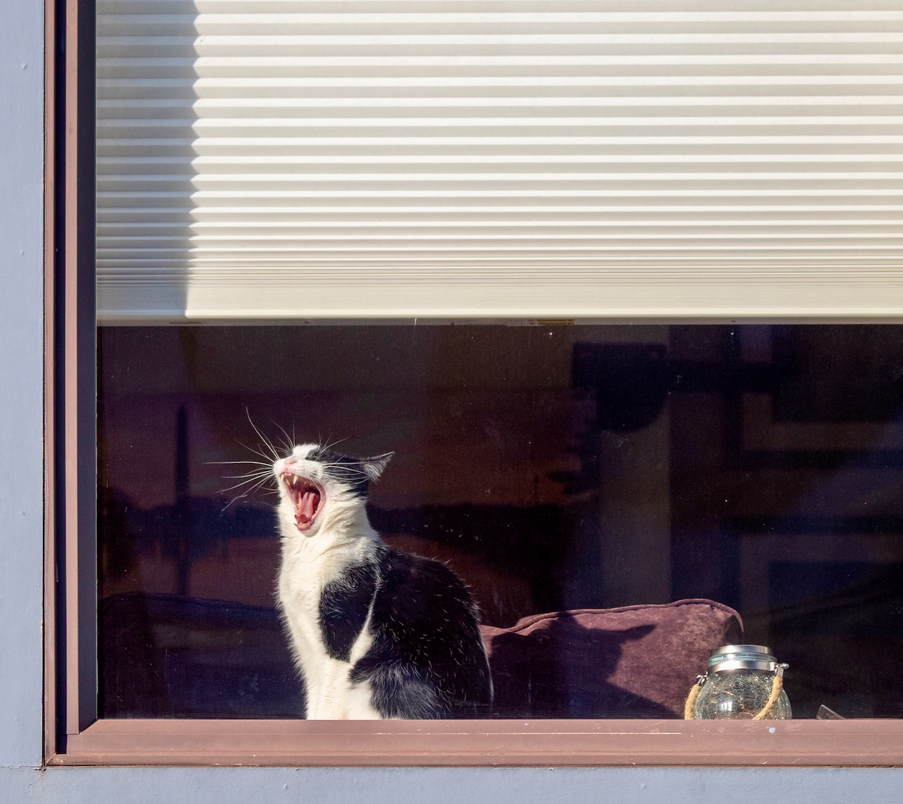 A cat in a window, meowing