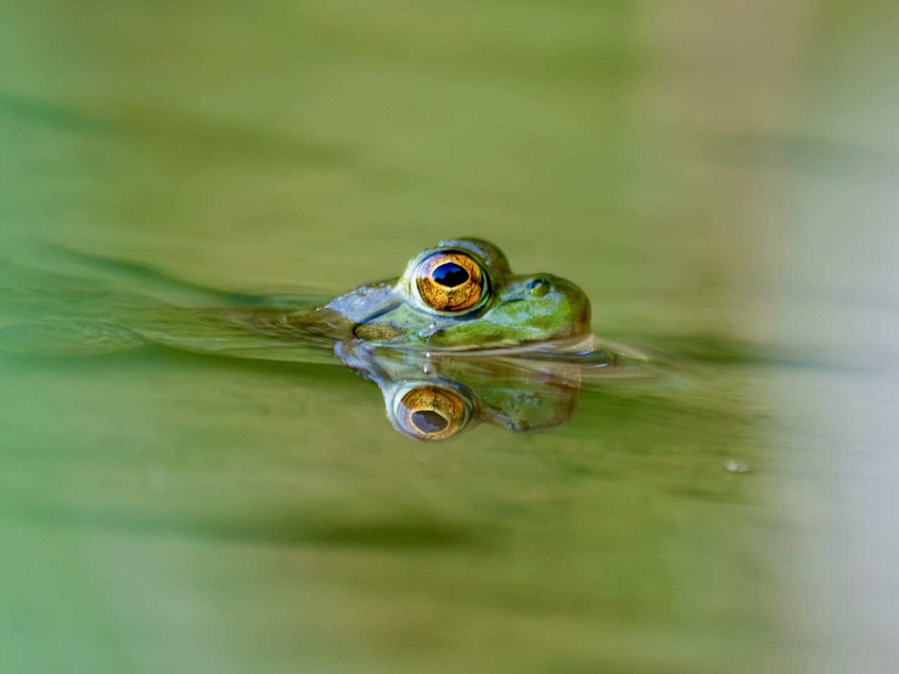 A green frog mostly submerged in water