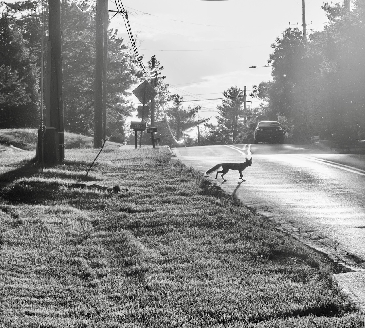 A fox crossing the road at sunset